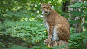Luchs Wald