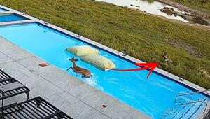 Rettungssprung ins Nasse: Antilope flüchtet vor Wildhunden in Hotelpool