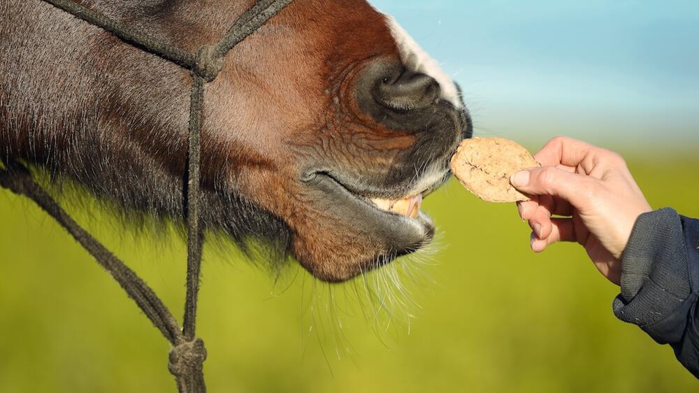 Pferd genießt das Leckerli.