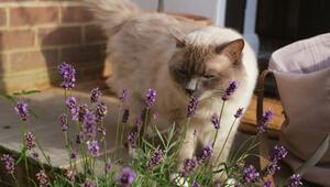 Diese Pflanzen sind ungiftig für Hund und Katze.