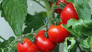 Tomaten schneller wachsen
