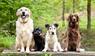 Hunde im Wald