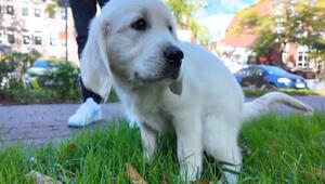 Hundewelpe