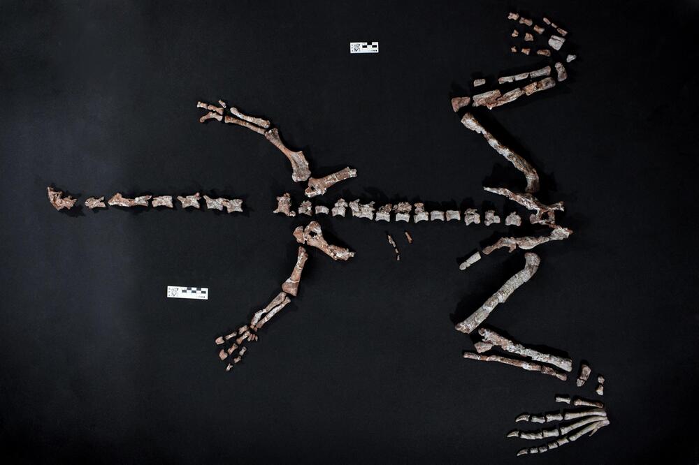 Fossile Knochen eines Huayracursor jaguensis