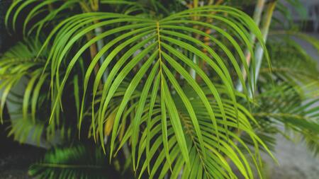 pflanze goldfruchtpalme Goldfruchtpalme (Dypsis lutescens) kaufen main image 0