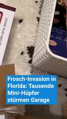 Frosch-Invasion in Florida: Tausende Mini-Hüpfer stürmen Garagen