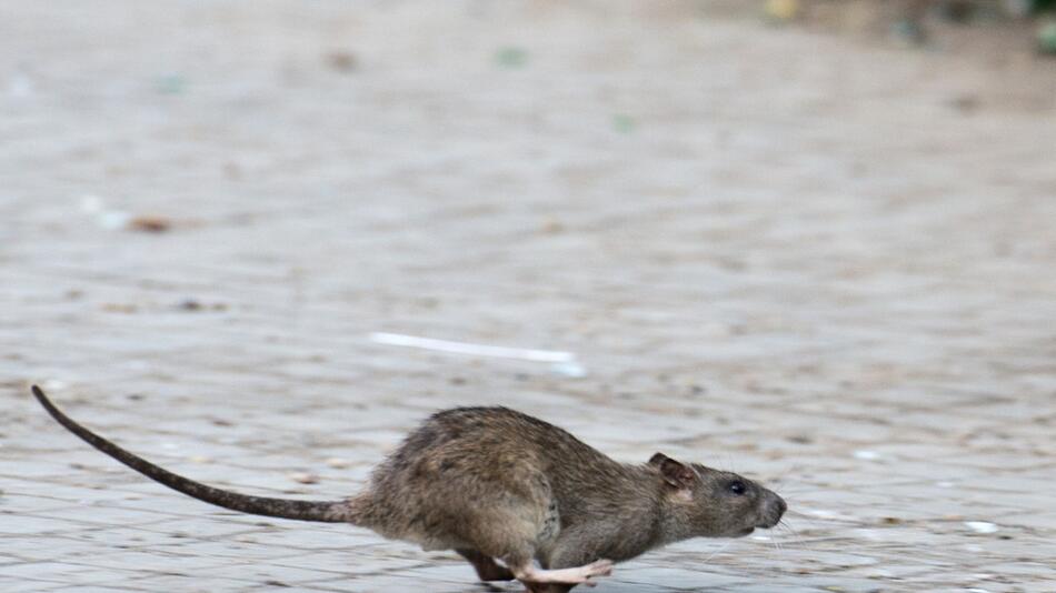 Ratte läuft über einen Weg