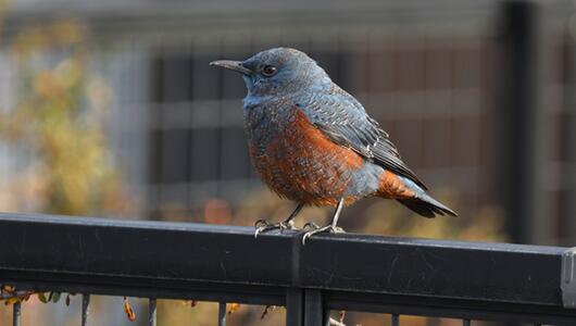Ein bunter Vogel in der Stadt