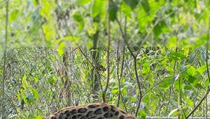 Neue Katzenart in Bolivien entdeckt