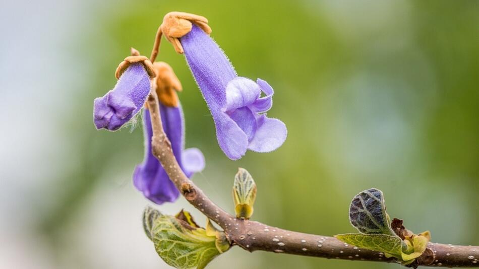 blauglockenbaum pflanzen