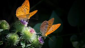 Schmetterling helfen
