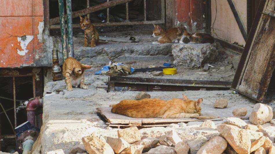 Darf man Straßenkatzen füttern?