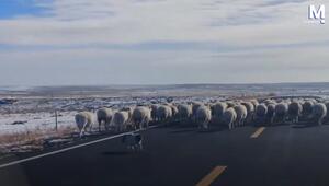 Ungewöhnlicher Job: Schwein treibt Schafherde über die Straße