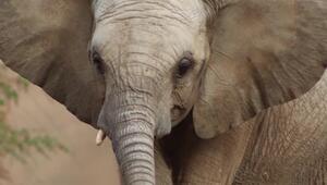 Rüsseltier in Vollnarkose: Kleiner Elefant übersteht großen Zahneingriff