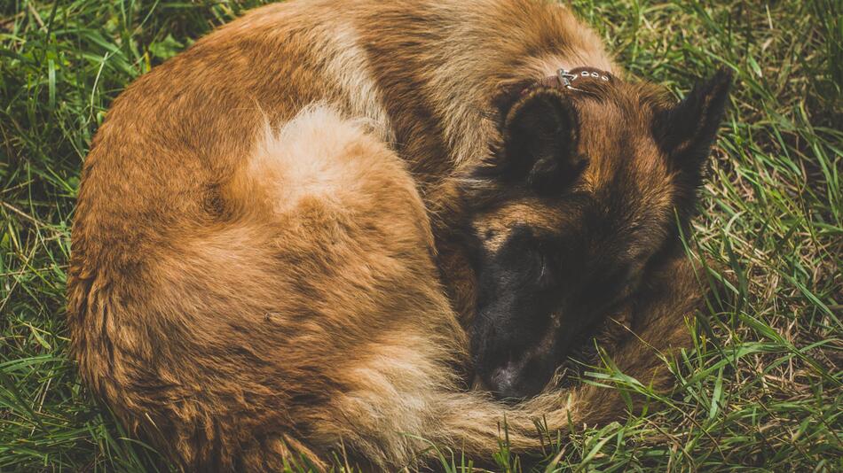 Alter Hund wurde vor einem Tierheim ausgesetzt.