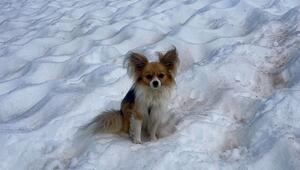 Hund hilft Rettern