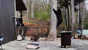Tierisches Teamwork: Hunde jagen Bären auf Baum