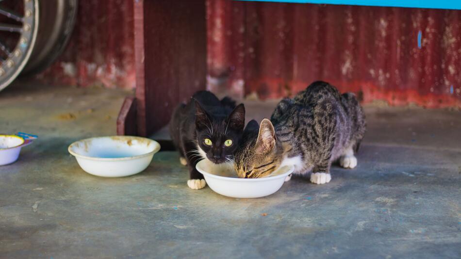 So vermeidest Du Futterneid bei Katzen.