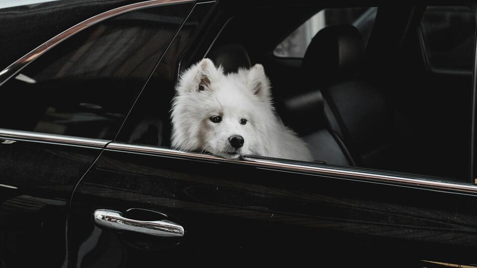 Hunde nicht zu lange in kalten Autos allein lassen