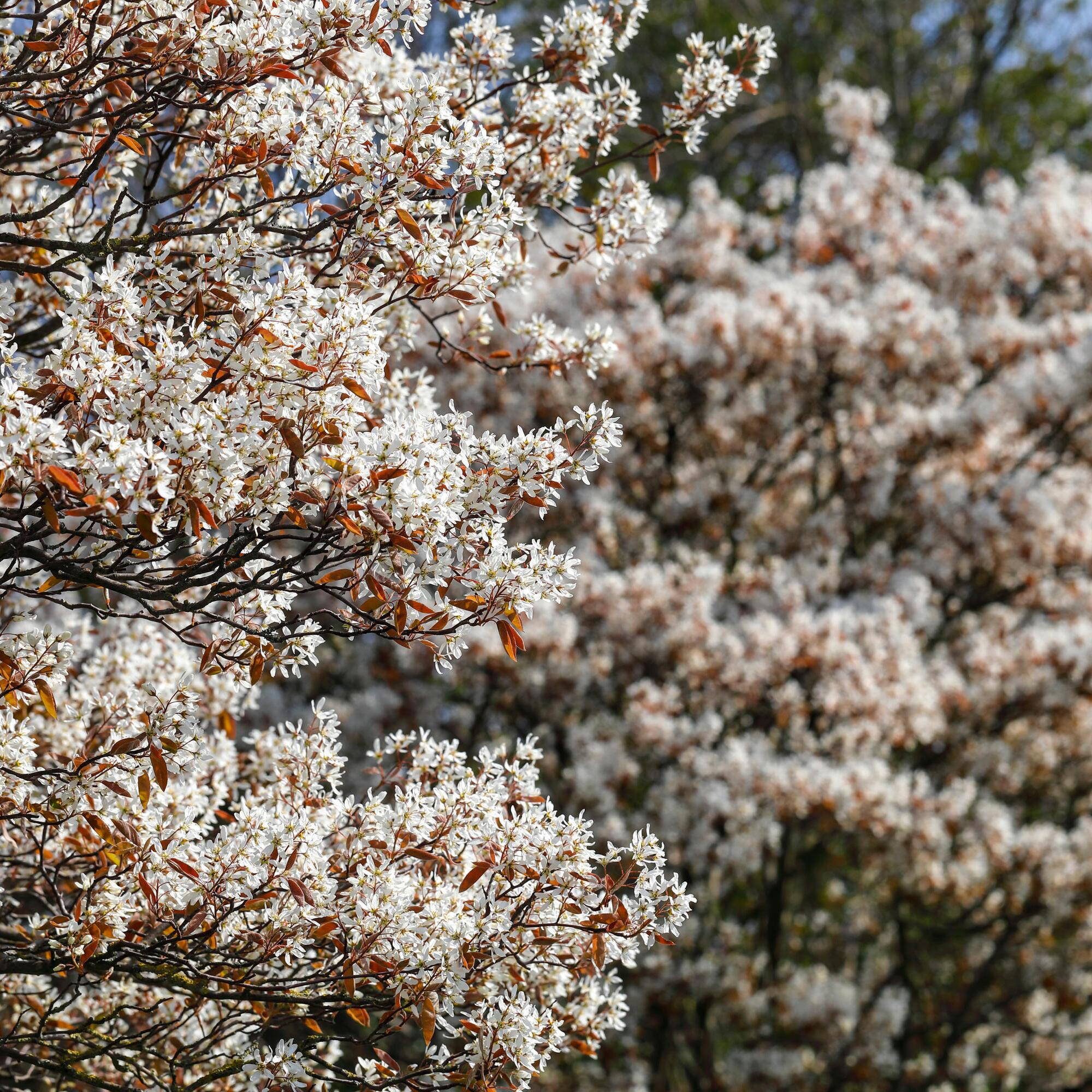 Trend-Baum im Garten: Ist die Kupfer-Felsenbirne wirklich geeignet? | WEB.DE
