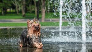 Streng genommen nicht erlaubt: Hund bei der Abkühlung.