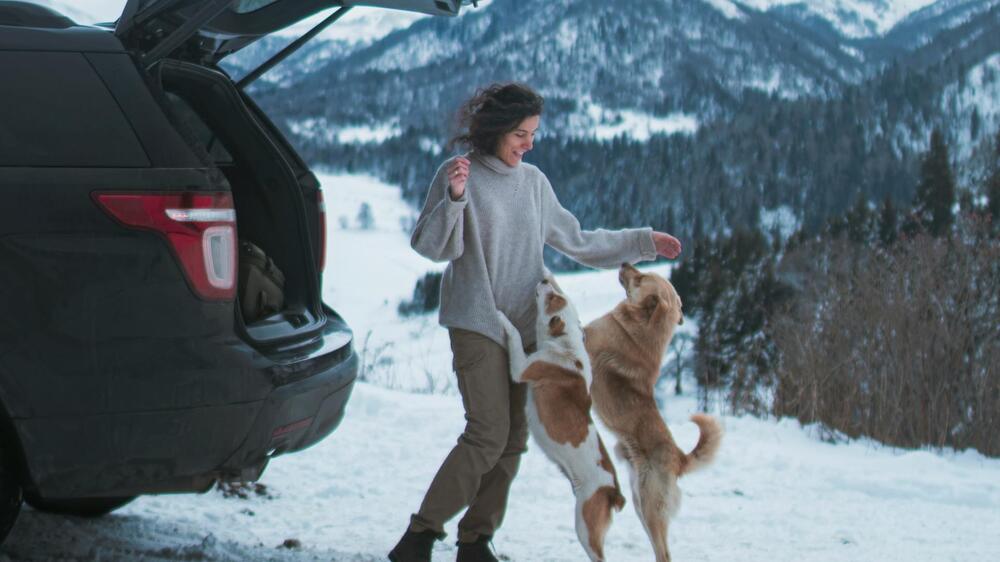 Vorsicht: Auch Hunde frieren in kalten Autos.