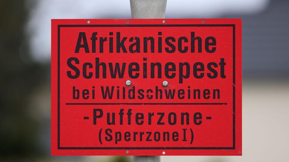 Afrikanische Schweinepest