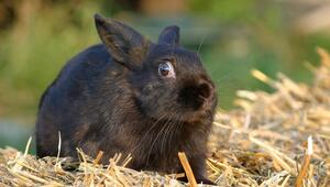 Kaninchen hat Angst, Ohren angelegt, Augen aufgerissen, Schockstarre
