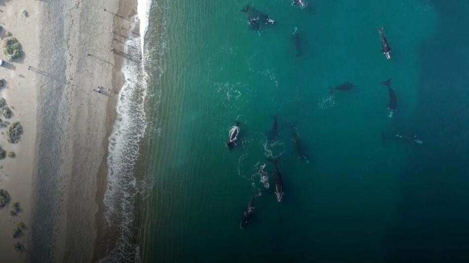 Wale vor Argentiniens Küste