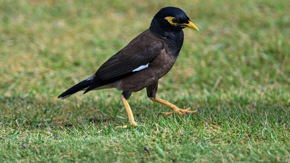 Myna-Vogel auch Bergbeo oder Beo genannt