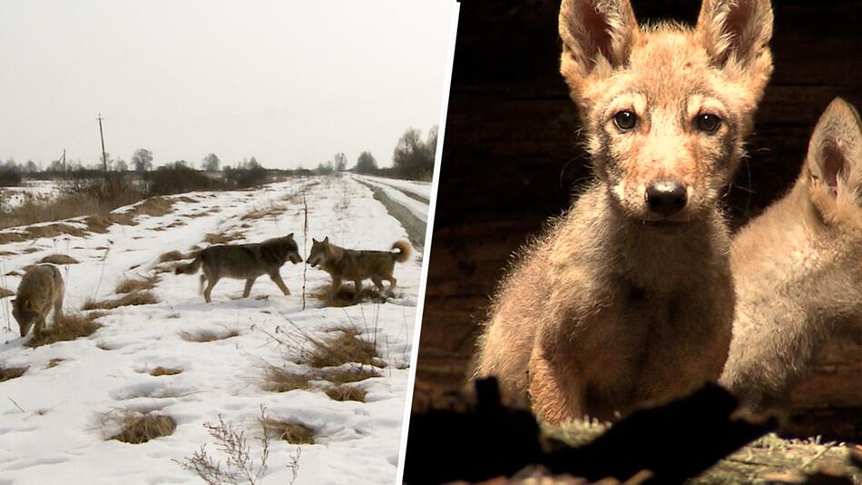 Gen-Mutation: Tschernobyl-Wölfe gegen Krebs resistent – weitere Forschung wegen des Krieges ...