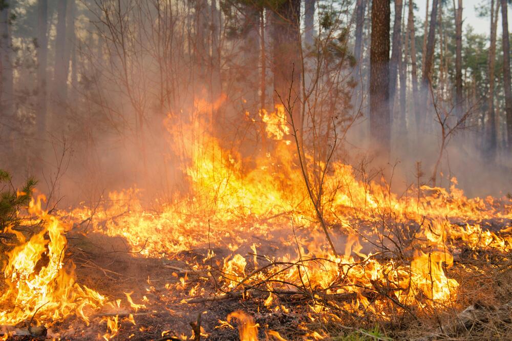 Feuer im Wald