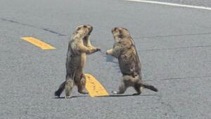 Mitten auf der Straße: Murmeltiere in China duellieren sich