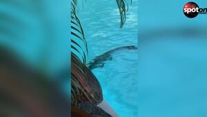 Krokodil im Hotelpool