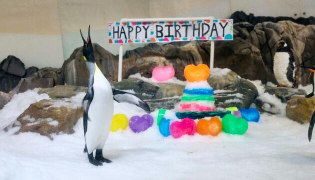 Pinguin Pesto feiert ersten Geburtstag