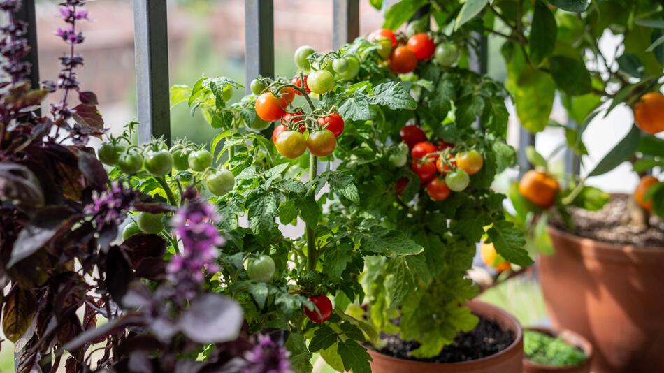 Tomatenpflanze
