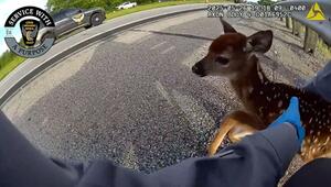 Tierische Rettungsaktion: Polizistin rettet Rehkitz von stark befahrenem Highway