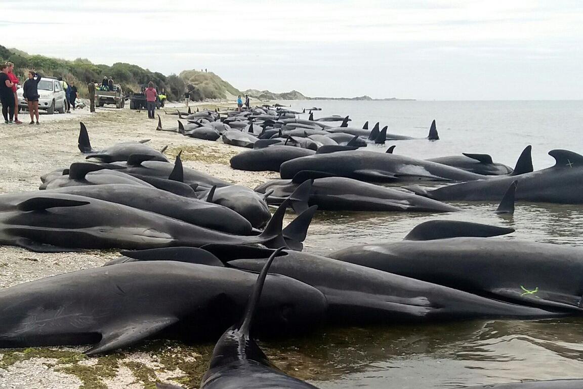 Wale In Neuseeland