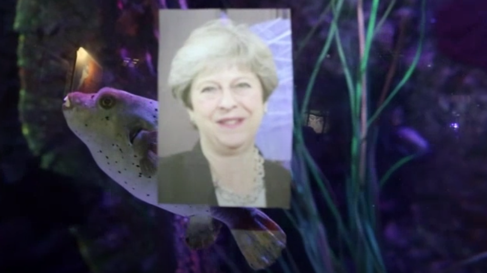 Kugelfisch, Theresa May