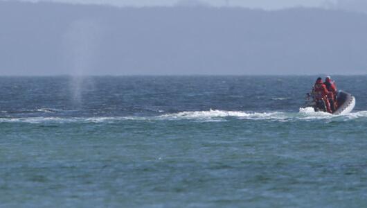 Wal an der Ostseeküste wieder frei