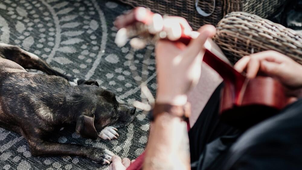 Gewöhne Deinen Hund langsam an die Musik.