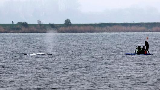 Rettungsaktion für den Buckelwal