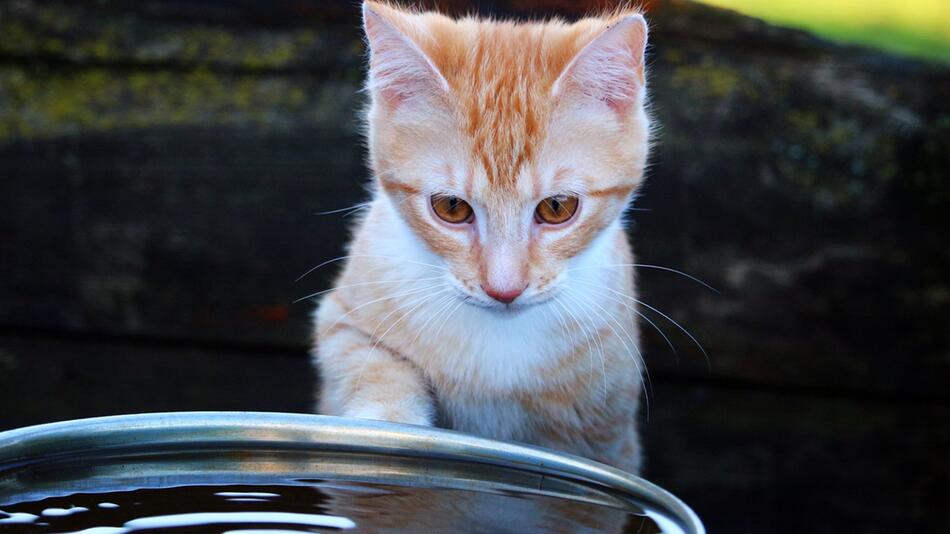 Katzen brauchen zum Waschen kein Wasser.