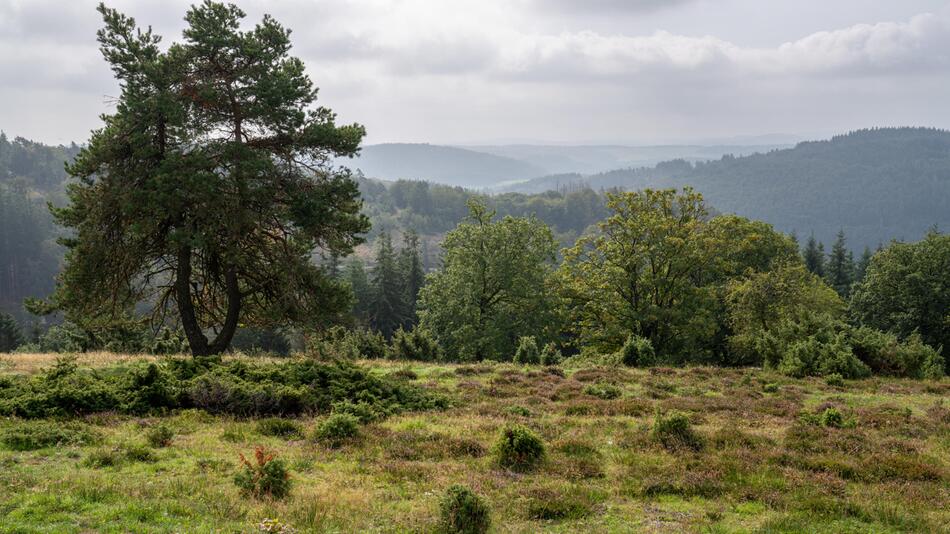 Waldgebiet in Rheinland-Pfalz