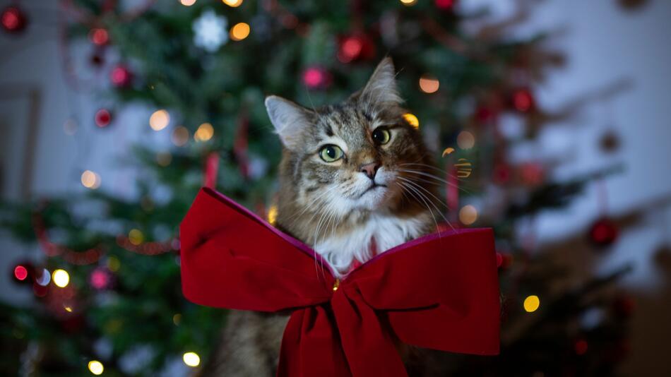 Eine Katze mit roter Schleife sitzt vor einem Weihnachtsbaum