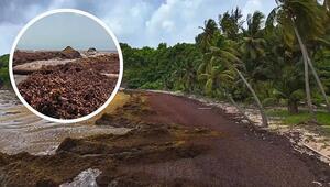 Braune Flut statt blaues Meer: Tonnen Algen verpesten Karibikstrände