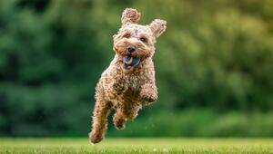 Hund spielt mit Ball
