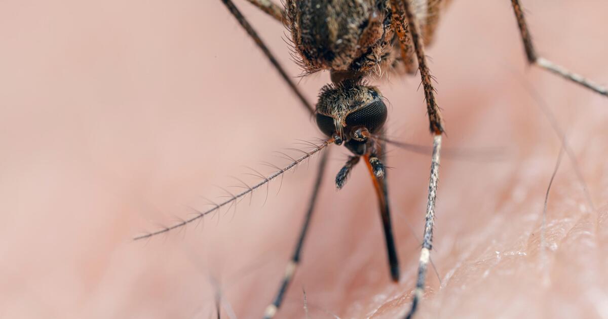Ancaman Tropis: Seberapa Berbahayakah Virus Dengue?
