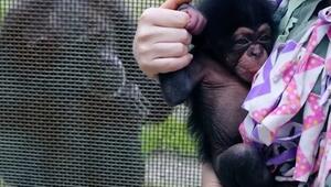 Schimpansenbaby im Dallas Zoo erhält Unterstützung vom Pflegeteam