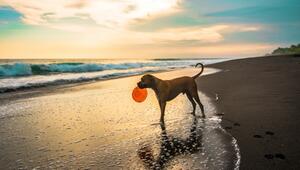 Urlaub mit Hund: Hier die besten Tipps.